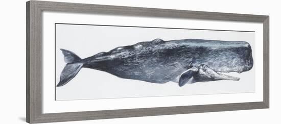 Zoology: Mammals: Sperm Whale (Physeter Catodon)-null-Framed Giclee Print