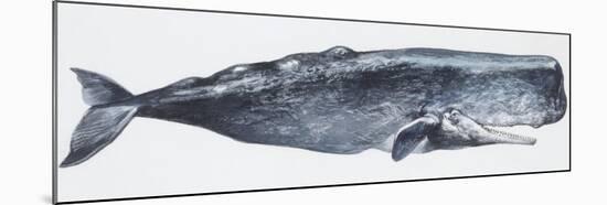 Zoology: Mammals: Sperm Whale (Physeter Catodon)-null-Mounted Giclee Print