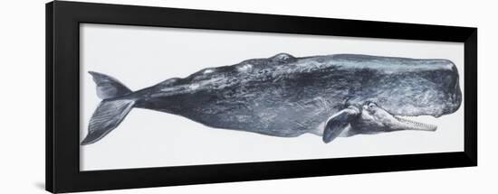 Zoology: Mammals: Sperm Whale (Physeter Catodon)-null-Framed Giclee Print