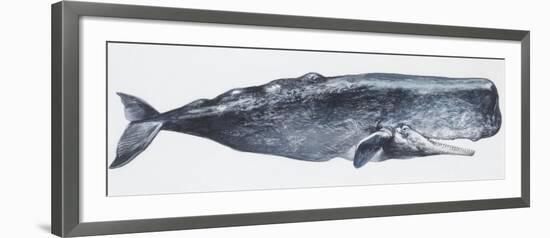 Zoology: Mammals: Sperm Whale (Physeter Catodon)-null-Framed Giclee Print