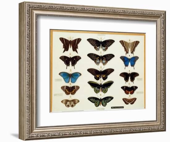 Zoology: Plate of Butterflies Painted on Glass by John James Audubon (1780-1851) 19Th Century Colle-John James Audubon-Framed Giclee Print