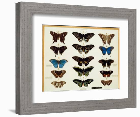 Zoology: Plate of Butterflies Painted on Glass by John James Audubon (1780-1851) 19Th Century Colle-John James Audubon-Framed Giclee Print