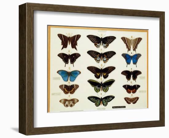 Zoology: Plate of Butterflies Painted on Glass by John James Audubon (1780-1851) 19Th Century Colle-John James Audubon-Framed Giclee Print