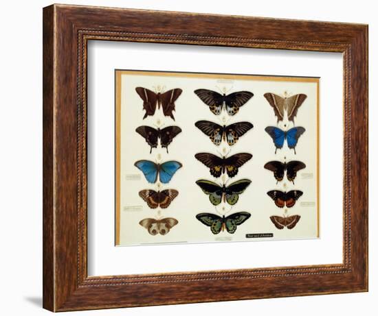 Zoology: Plate of Butterflies Painted on Glass by John James Audubon (1780-1851) 19Th Century Colle-John James Audubon-Framed Giclee Print