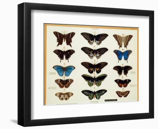 Zoology: Plate of Butterflies Painted on Glass by John James Audubon (1780-1851) 19Th Century Colle-John James Audubon-Framed Giclee Print