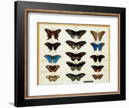 Zoology: Plate of Butterflies Painted on Glass by John James Audubon (1780-1851) 19Th Century Colle-John James Audubon-Framed Giclee Print