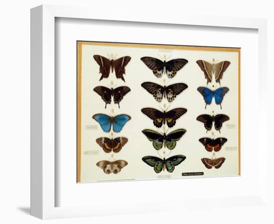 Zoology: Plate of Butterflies Painted on Glass by John James Audubon (1780-1851) 19Th Century Colle-John James Audubon-Framed Giclee Print