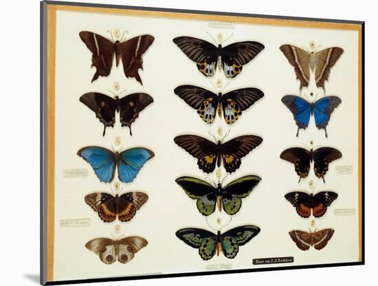 Zoology: Plate of Butterflies Painted on Glass by John James Audubon (1780-1851) 19Th Century Colle-John James Audubon-Mounted Giclee Print