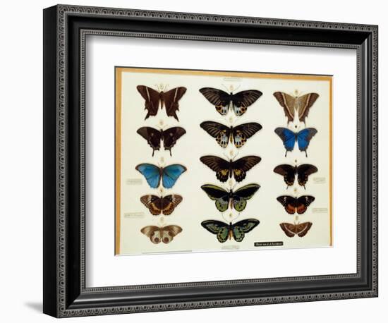 Zoology: Plate of Butterflies Painted on Glass by John James Audubon (1780-1851) 19Th Century Colle-John James Audubon-Framed Giclee Print