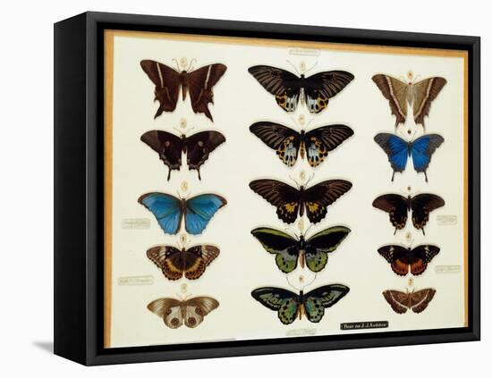 Zoology: Plate of Butterflies Painted on Glass by John James Audubon (1780-1851) 19Th Century Colle-John James Audubon-Framed Premier Image Canvas