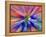 Zoom Abstract of Pansy Flowers-Charles R. Needle-Framed Premier Image Canvas
