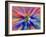 Zoom Abstract of Pansy Flowers-Charles R. Needle-Framed Photographic Print