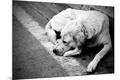 Photographic Print