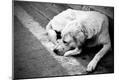 Photographic Print