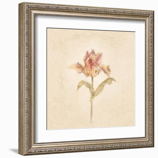 Zoomer Schoon Tulip on White Crop-Cheri Blum-Framed Art Print