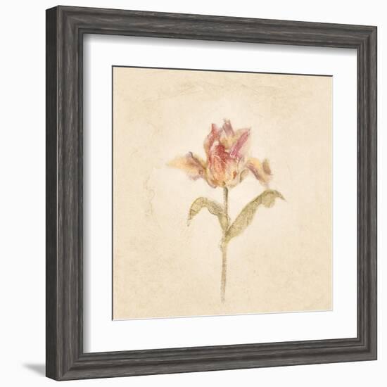 Zoomer Schoon Tulip on White Crop-Cheri Blum-Framed Art Print