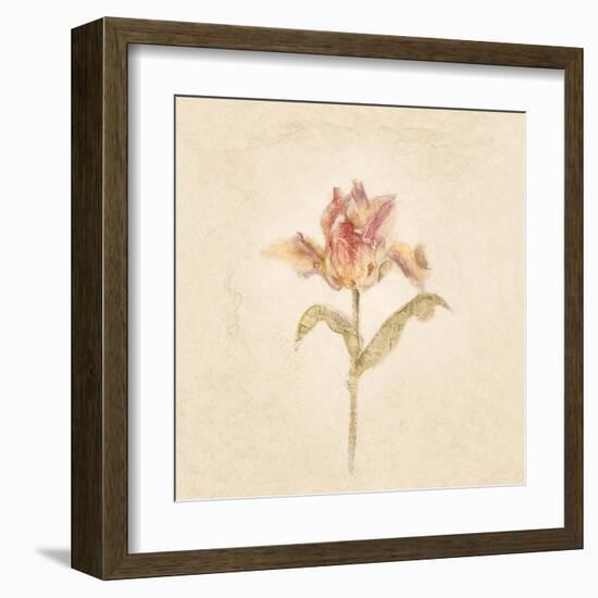 Zoomer Schoon Tulip on White Crop-Cheri Blum-Framed Art Print