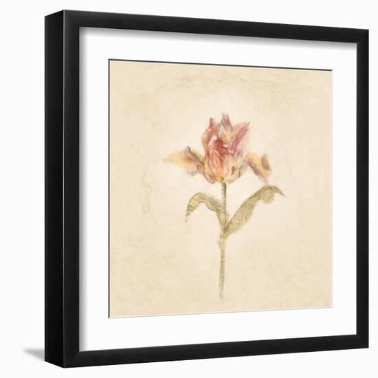 Zoomer Schoon Tulip on White Crop-Cheri Blum-Framed Art Print