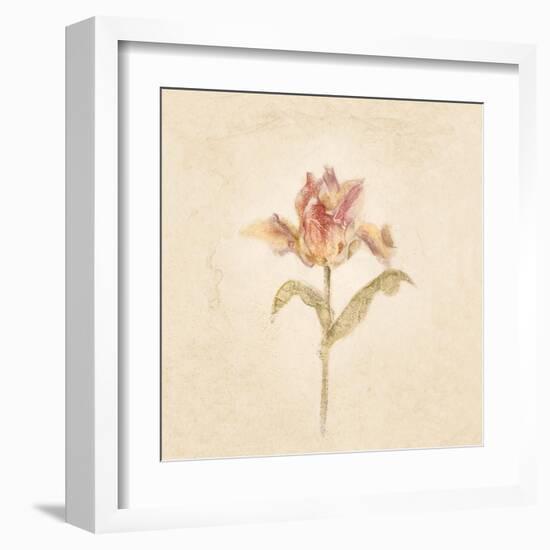 Zoomer Schoon Tulip on White Crop-Cheri Blum-Framed Art Print