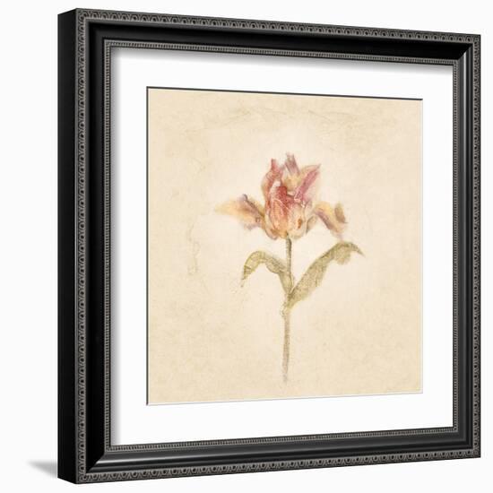 Zoomer Schoon Tulip on White Crop-Cheri Blum-Framed Art Print