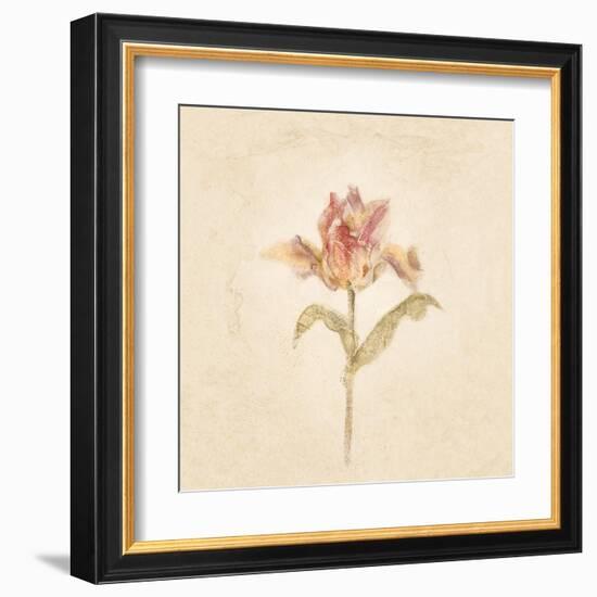 Zoomer Schoon Tulip on White Crop-Cheri Blum-Framed Art Print