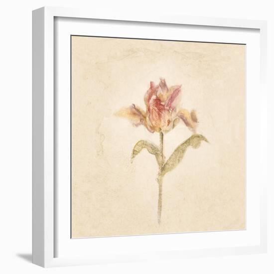 Zoomer Schoon Tulip on White Crop-Cheri Blum-Framed Art Print