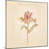 Zoomer Schoon Tulip on White Crop-Cheri Blum-Mounted Art Print