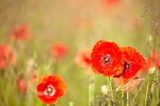 Red Poppies with Out of Focus Poppy Field-ZoomTeam-Photographic Print
