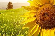 Tuscany Sunflowers-ZoomTeam-Photographic Print