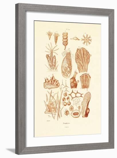 Zoophytes, 1833-39-null-Framed Giclee Print