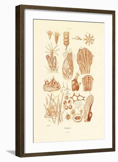 Zoophytes, 1833-39-null-Framed Giclee Print