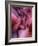 Zootri-Jim Crotty-Framed Photographic Print