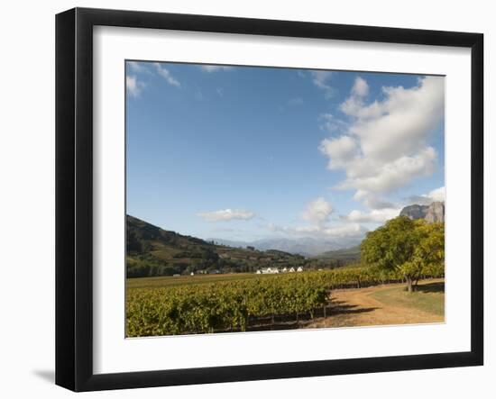 Zorgvliet Wine Estate, Stellenbosch, Cape Province, South Africa, Africa-Sergio Pitamitz-Framed Photographic Print