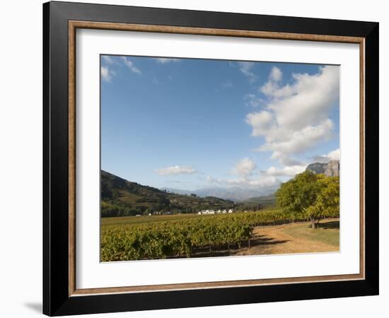 Zorgvliet Wine Estate, Stellenbosch, Cape Province, South Africa, Africa-Sergio Pitamitz-Framed Photographic Print