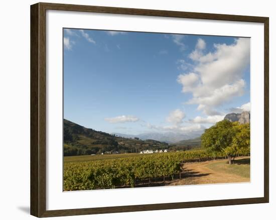 Zorgvliet Wine Estate, Stellenbosch, Cape Province, South Africa, Africa-Sergio Pitamitz-Framed Photographic Print