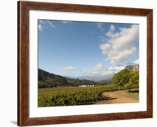 Zorgvliet Wine Estate, Stellenbosch, Cape Province, South Africa, Africa-Sergio Pitamitz-Framed Photographic Print