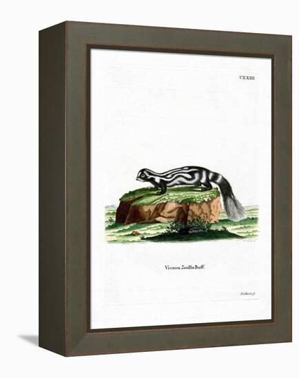 Zorilla-null-Framed Premier Image Canvas