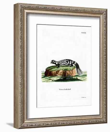 Zorilla-null-Framed Giclee Print