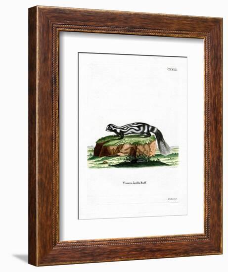 Zorilla-null-Framed Giclee Print