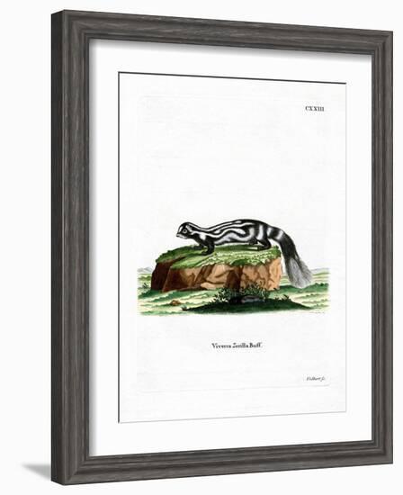 Zorilla-null-Framed Giclee Print