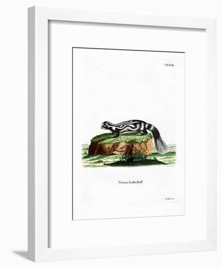 Zorilla-null-Framed Giclee Print