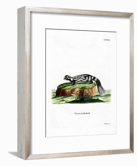 Zorilla-null-Framed Giclee Print