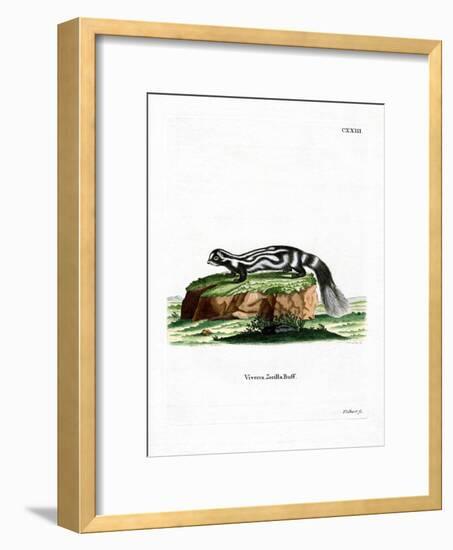 Zorilla-null-Framed Giclee Print