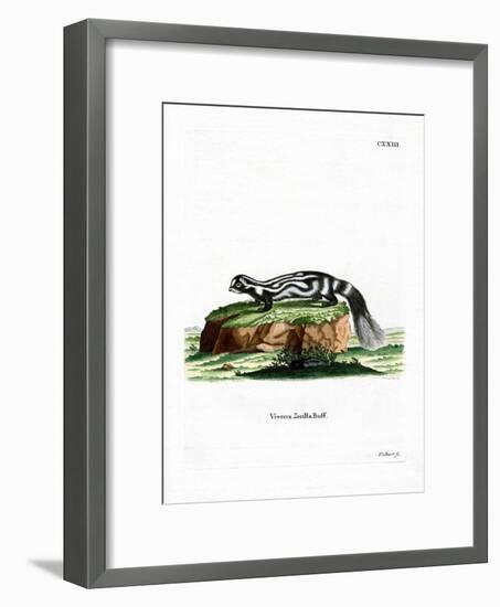 Zorilla-null-Framed Giclee Print