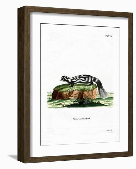 Zorilla-null-Framed Giclee Print