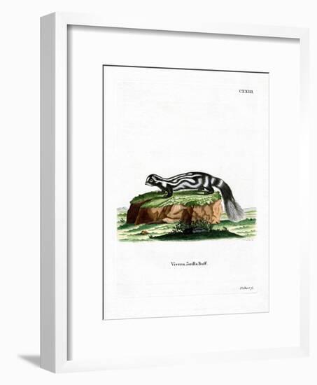 Zorilla-null-Framed Giclee Print