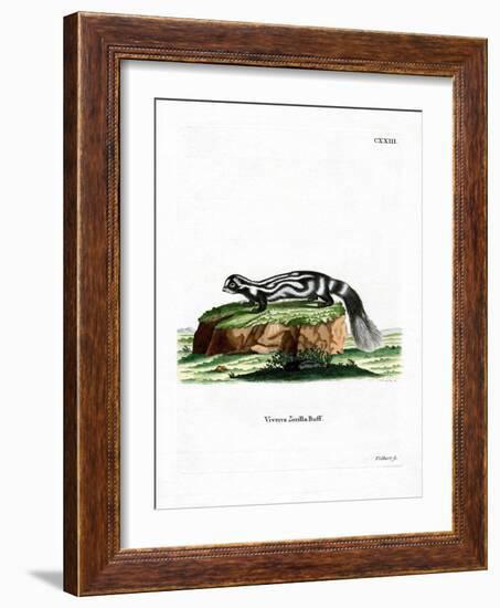 Zorilla-null-Framed Giclee Print