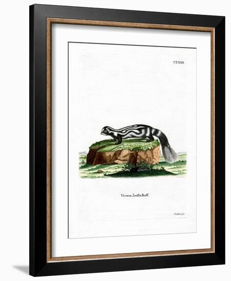 Zorilla-null-Framed Giclee Print