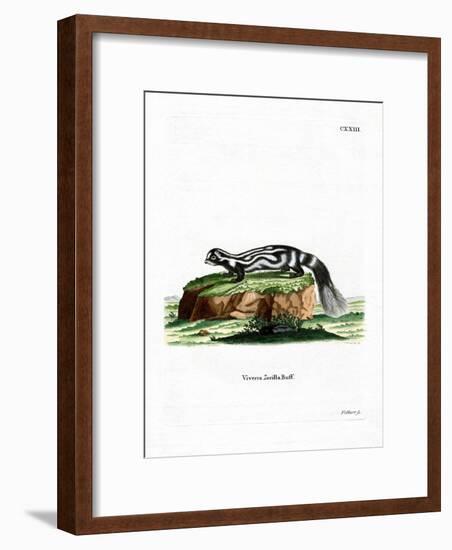 Zorilla-null-Framed Giclee Print