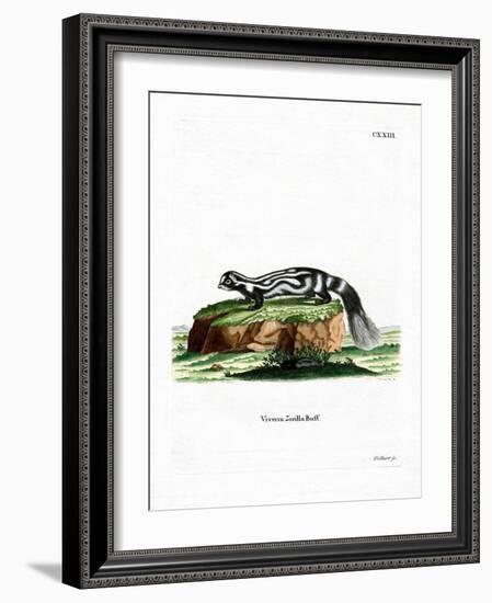 Zorilla-null-Framed Giclee Print